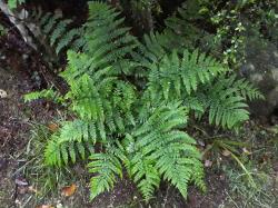 Dryopteris dilatata. Mature plant growing from an erect rhizome.
 Image: L.R. Perrie © Leon Perrie CC BY-NC 3.0 NZ
